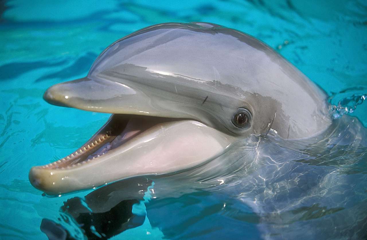 Delfin Pussel online