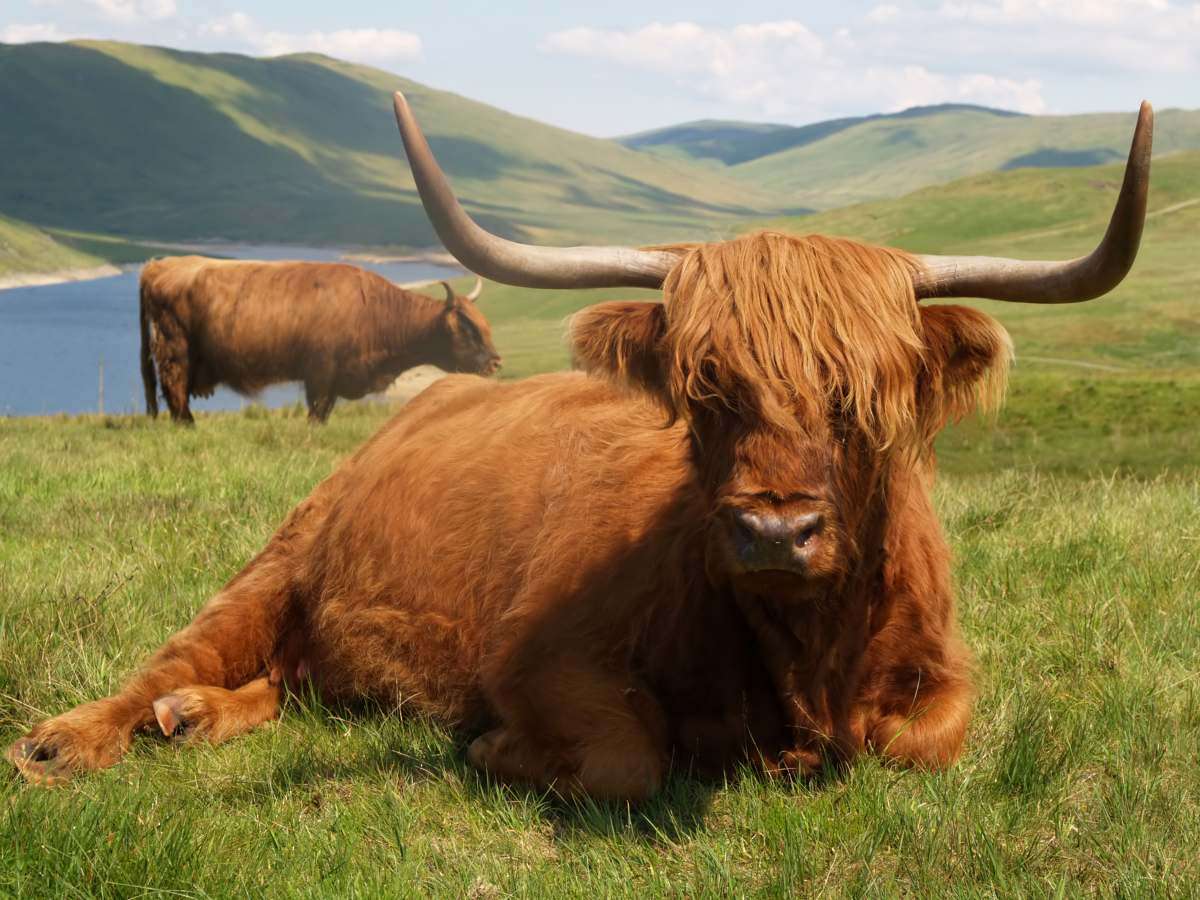 Highland cattle puzzle online from photo