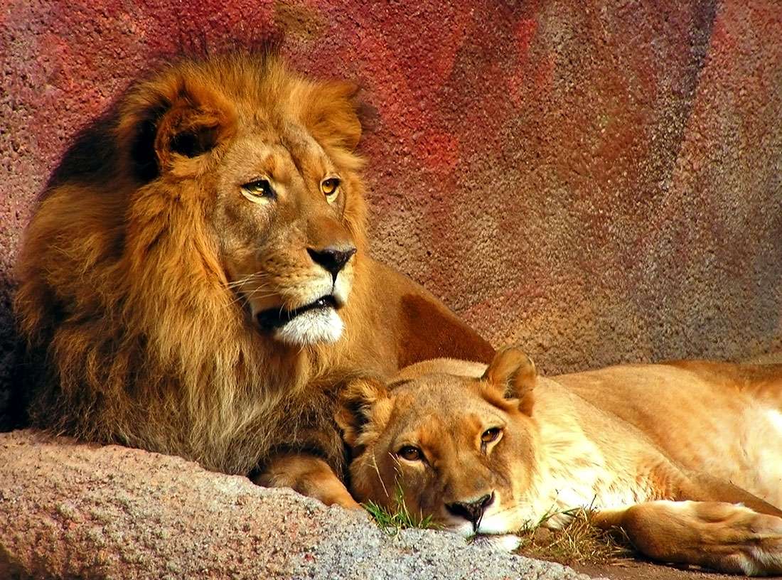 Τα λιοντάρια ξεκουράζονται παζλ online από φωτογραφία