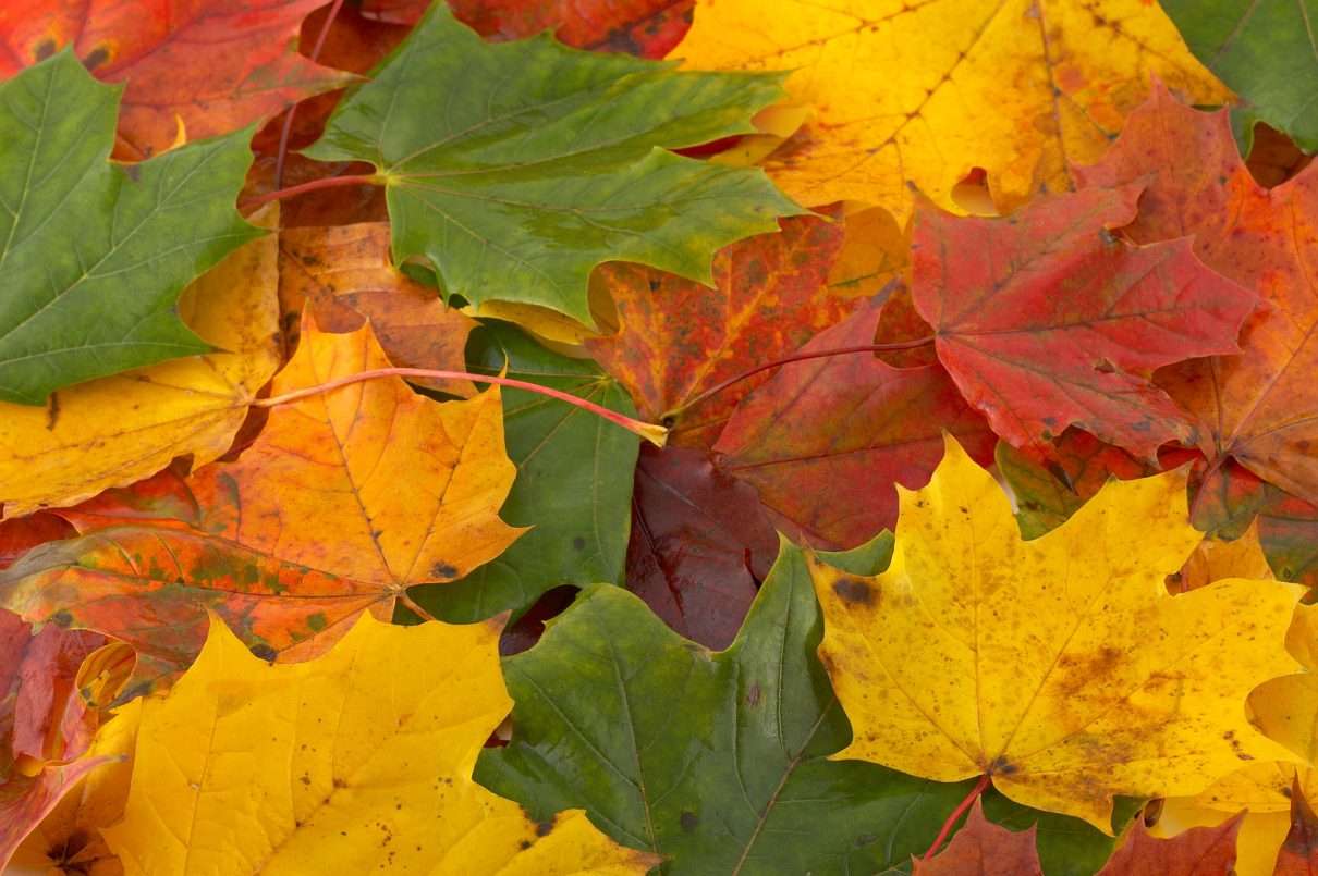 Increíbles colores de otoño puzzle online a partir de foto