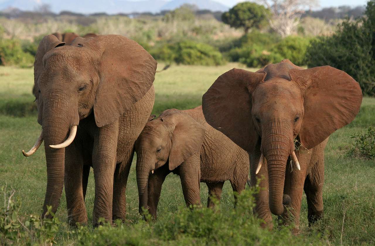 Africké slony puzzle online z fotografie