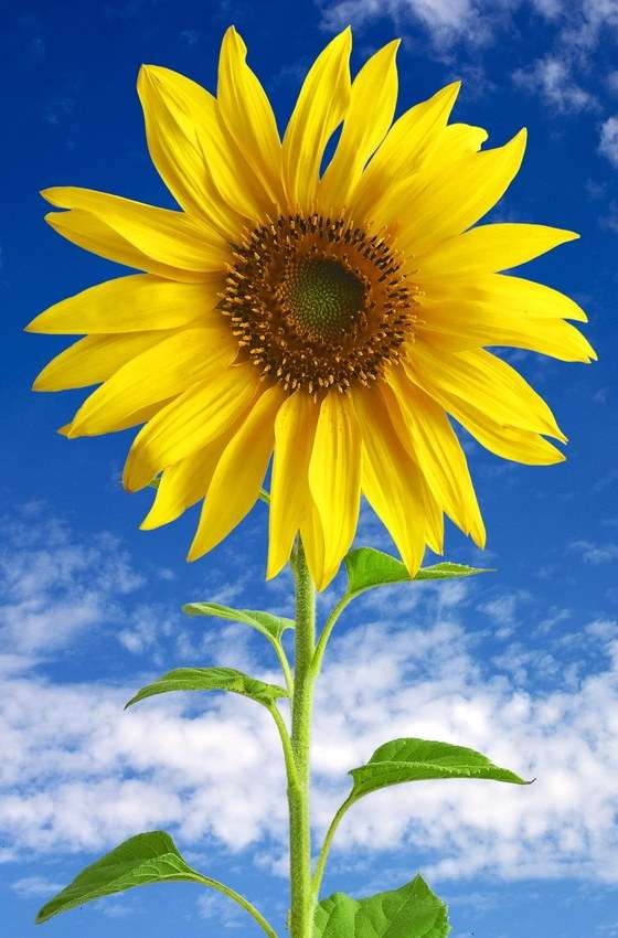 Floarea soarelui puzzle