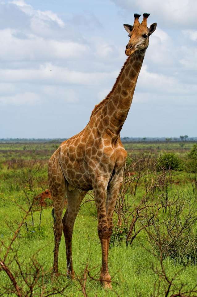 Giraffe in the African bush online puzzle