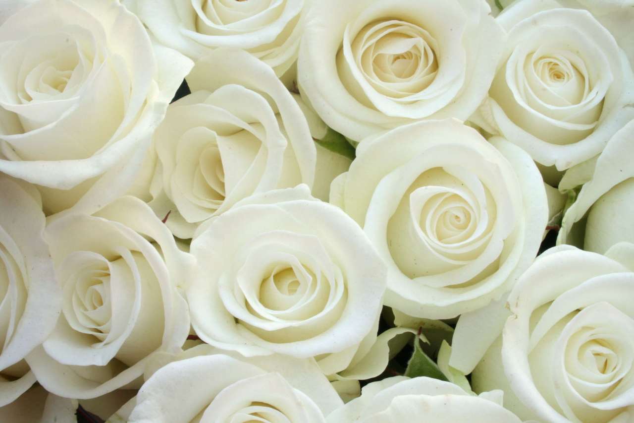 rosas brancas puzzle online a partir de fotografia