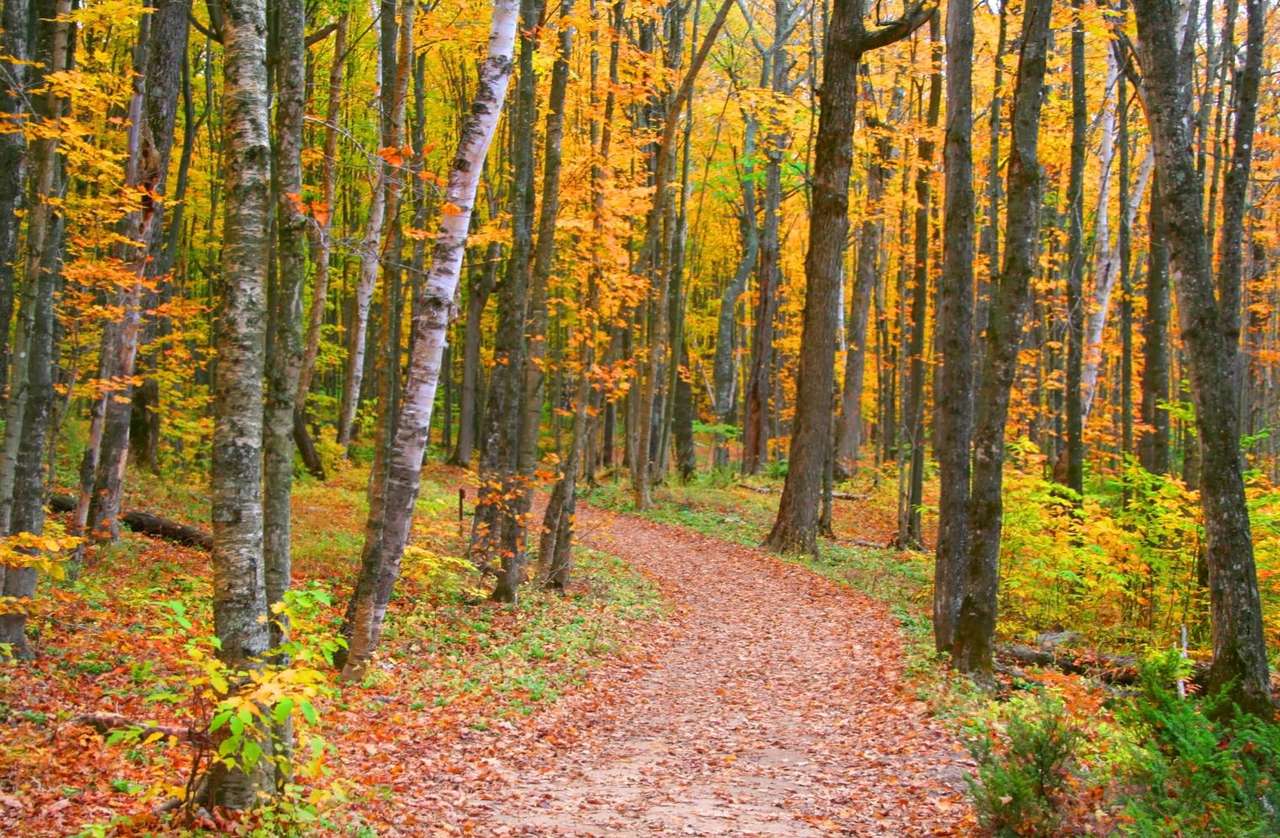 Есен в Мичиган (САЩ) онлайн пъзел