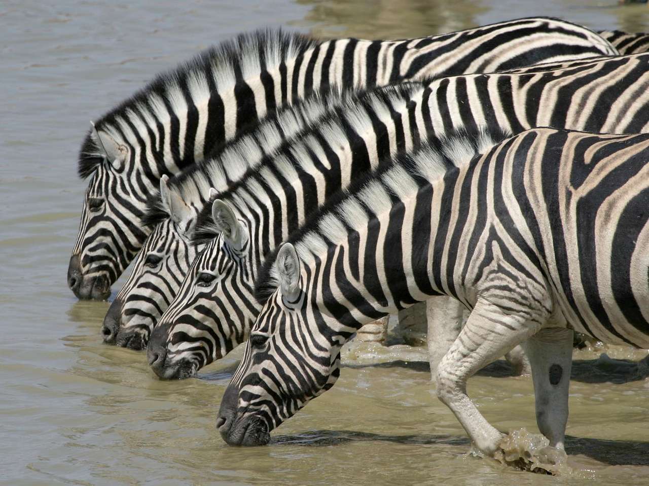 Zebras das planícies puzzle online