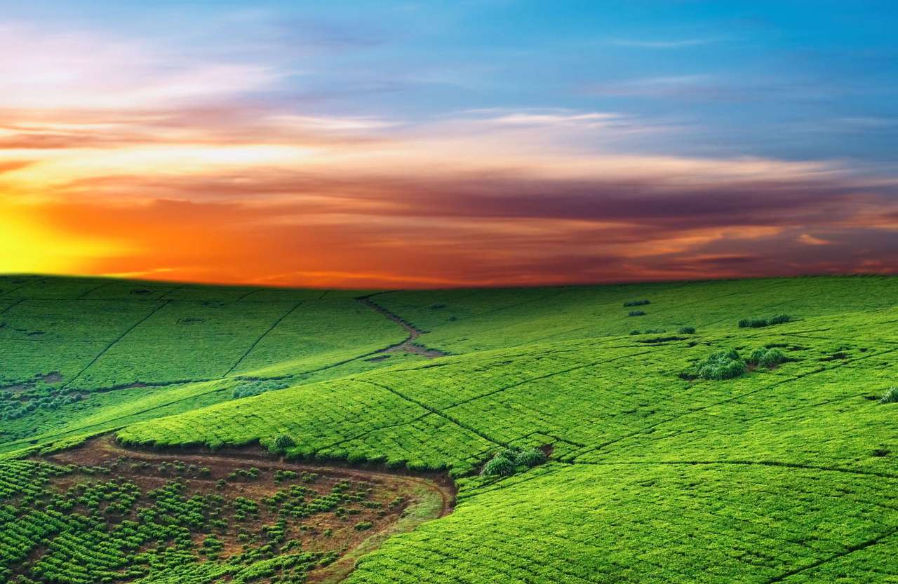 Tea plantation (Uganda) puzzle online from photo