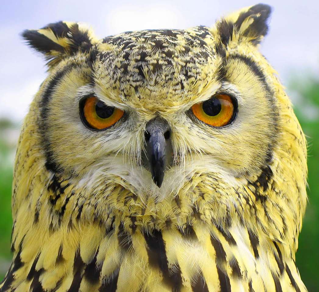 Eagle Owl puzzle online from photo