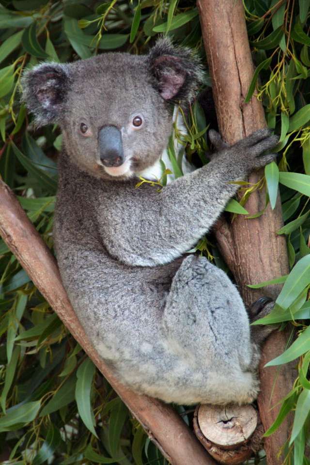 Koala puzzle online z fotografie