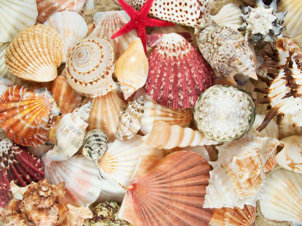 Seashells puzzle online from photo