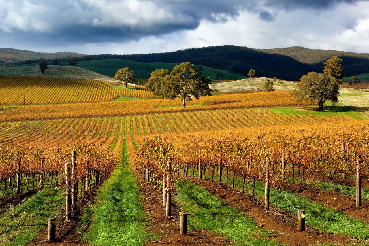Autumn Vineyard (Australien) Pussel online