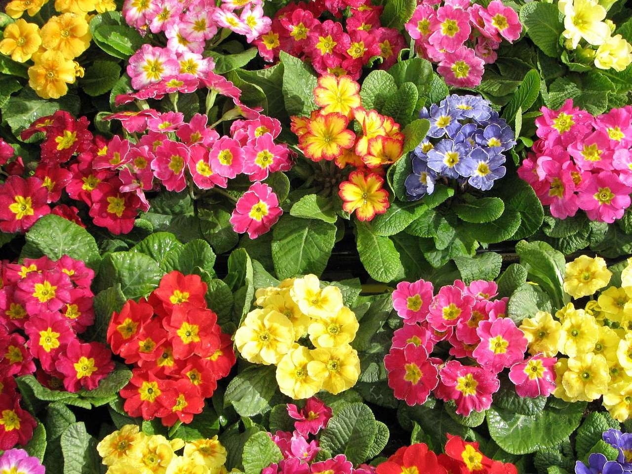 Primulas puzzle online from photo