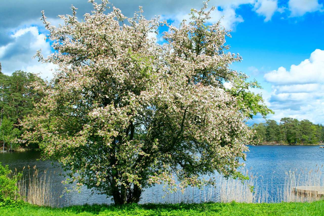 Blooming apple tree puzzle from photo