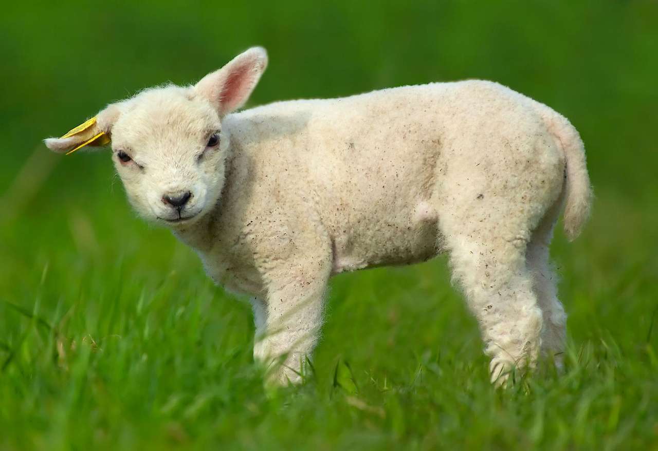 Schattige schapen puzzel online van foto