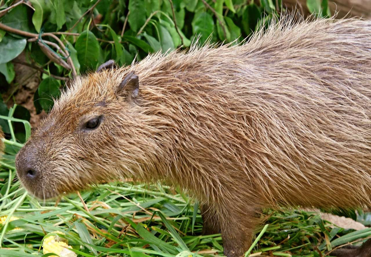 Capybara Pussel online