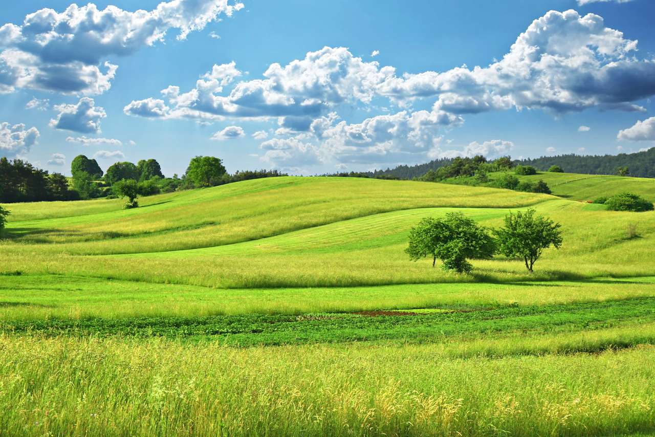 Krajina zelené trávy puzzle online z fotografie