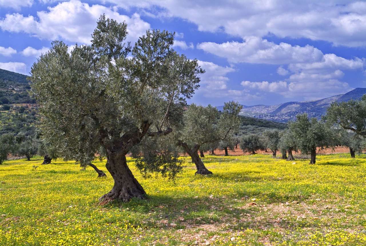Olive Grove (Israel) online puzzle