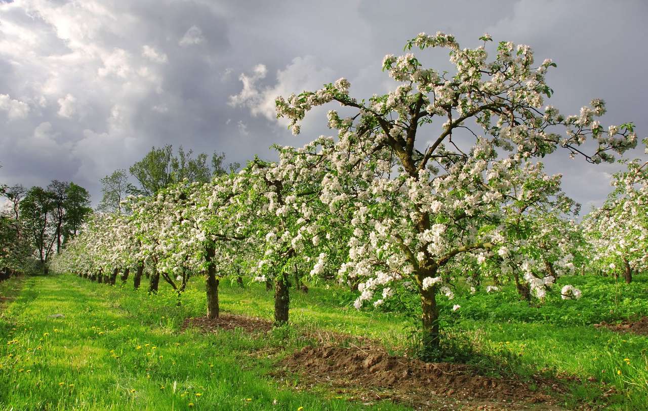 Ябълкови дървета в овощна градина онлайн пъзел