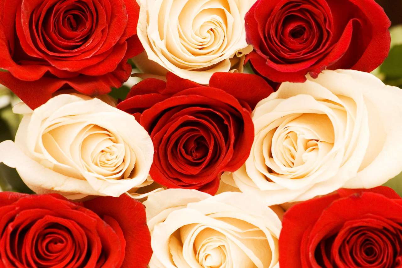 Κόκκινα και άσπρα τριαντάφυλλα online παζλ