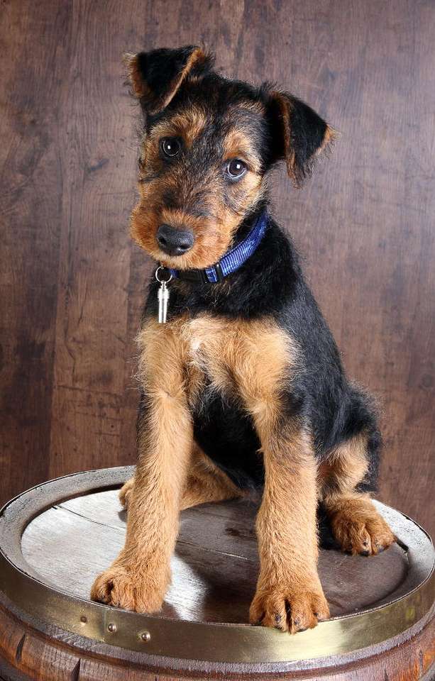 Airedale terrier puzzle online from photo