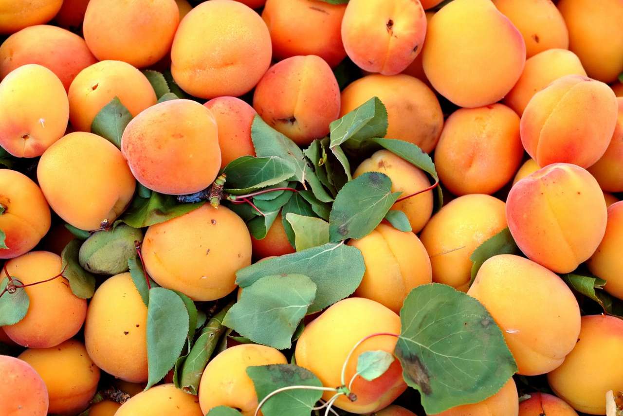 Fresh apricots puzzle online from photo