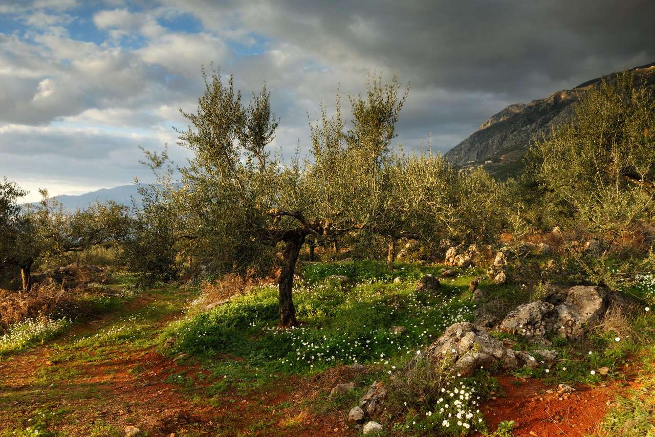 Olivový háj po bouři (Řecko) online puzzle