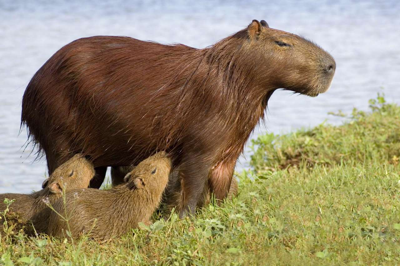 Capybara füttern Online-Puzzle