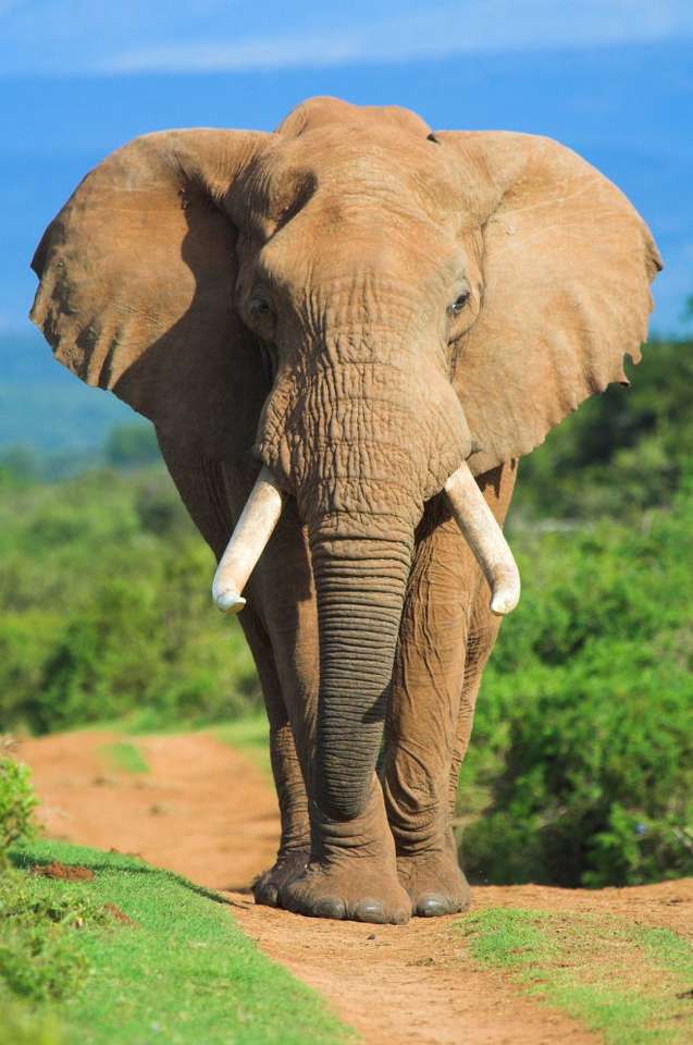 Elefant african puzzle online din fotografie