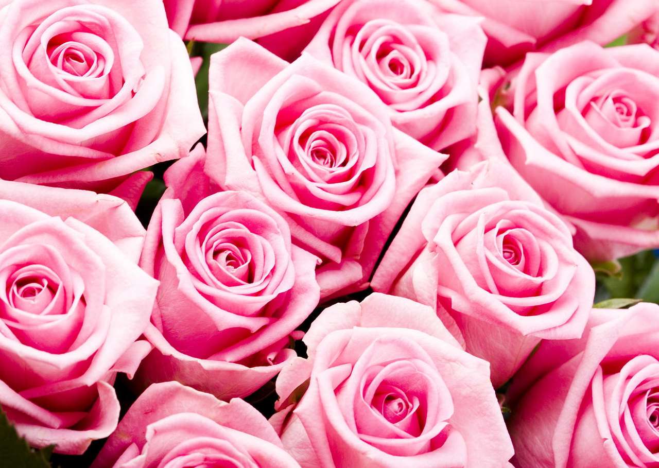 Pink roses puzzle online from photo