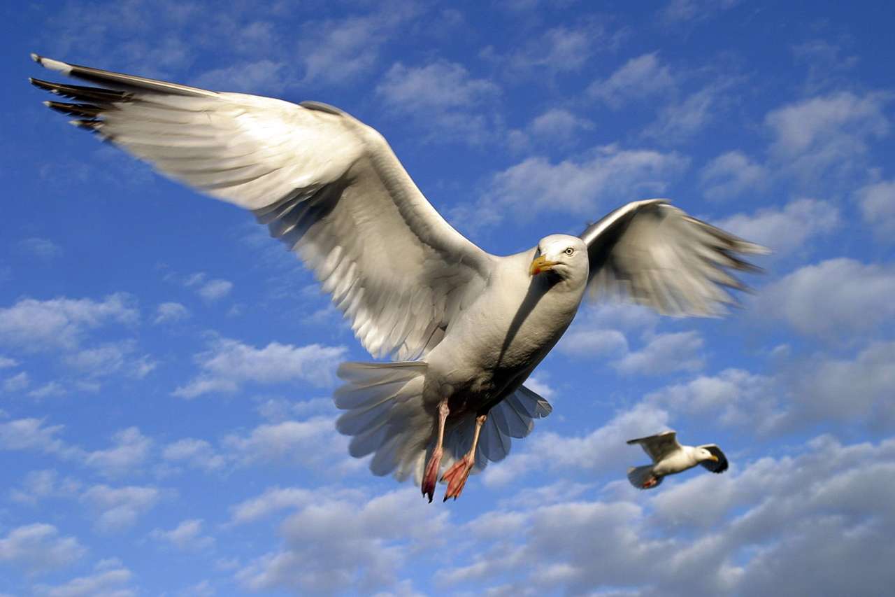 Чайки в полет онлайн пъзел от снимка
