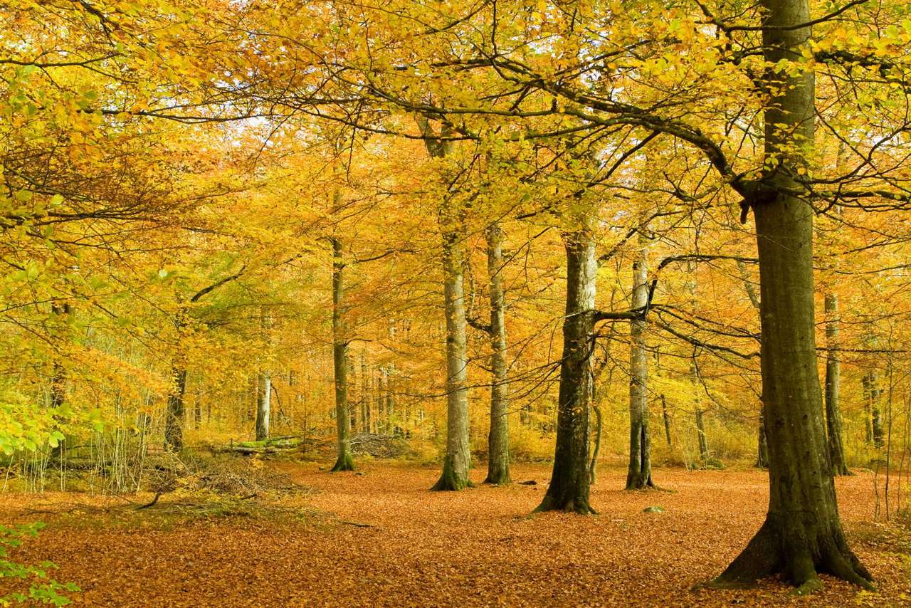 Bosque de hayas en otoño puzzle online a partir de foto