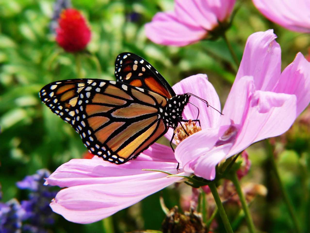 Schmetterling - Monarch Online-Puzzle