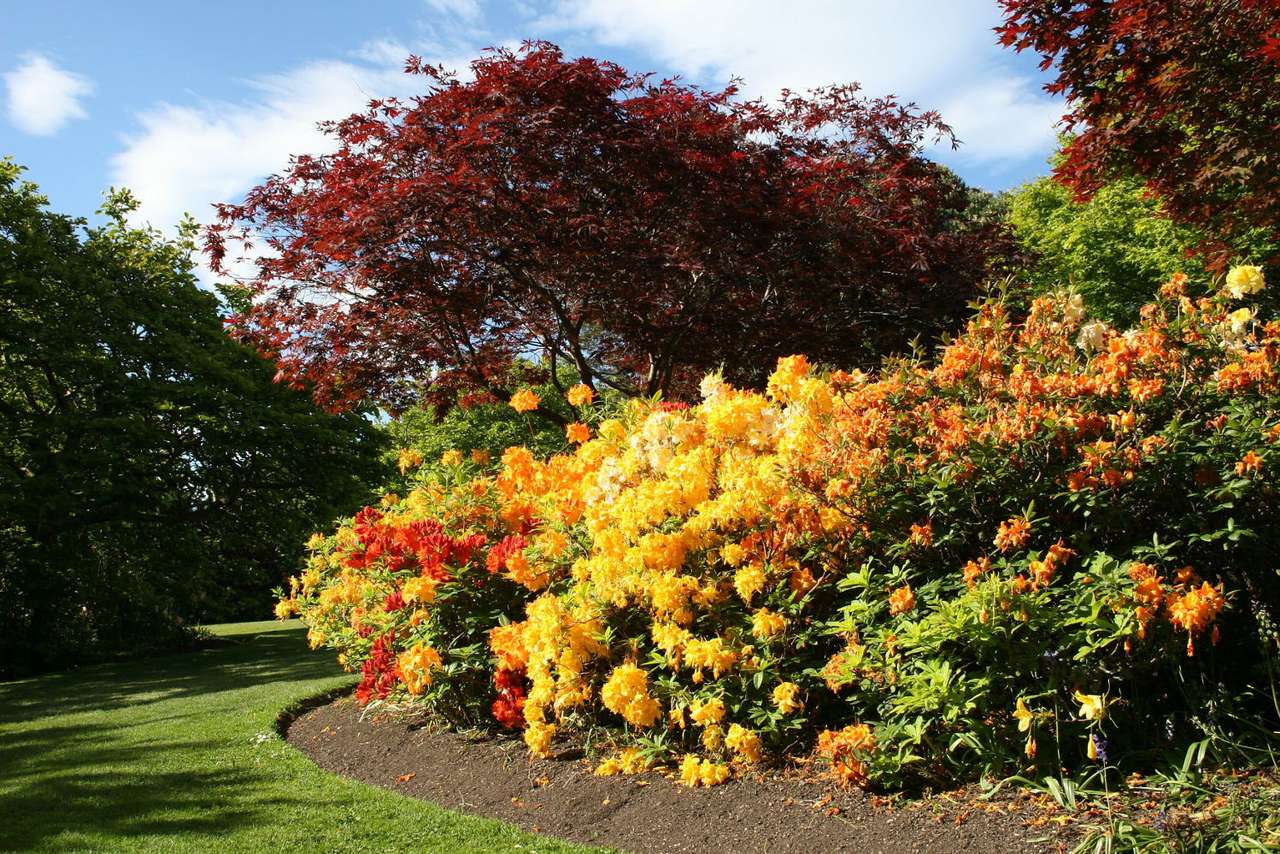 Rhododendron shrubs puzzle online from photo