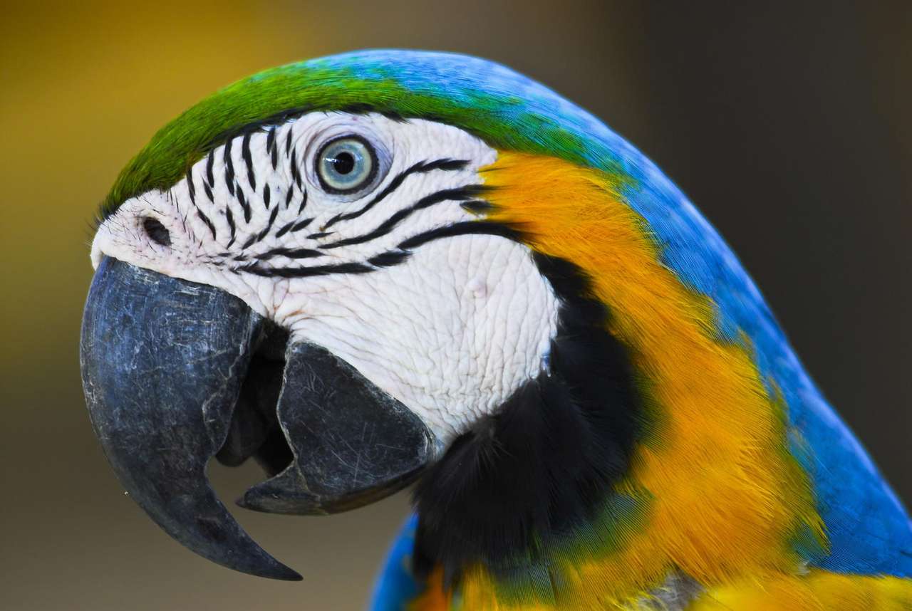 Blue-and-yellow Macaw puzzle from photo