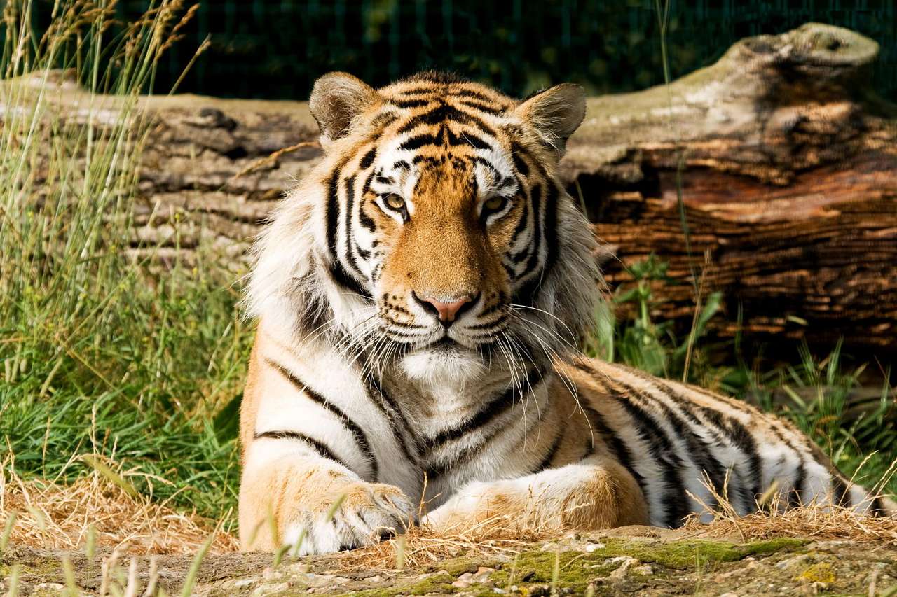 Tigre de Bengala rompecabezas en línea