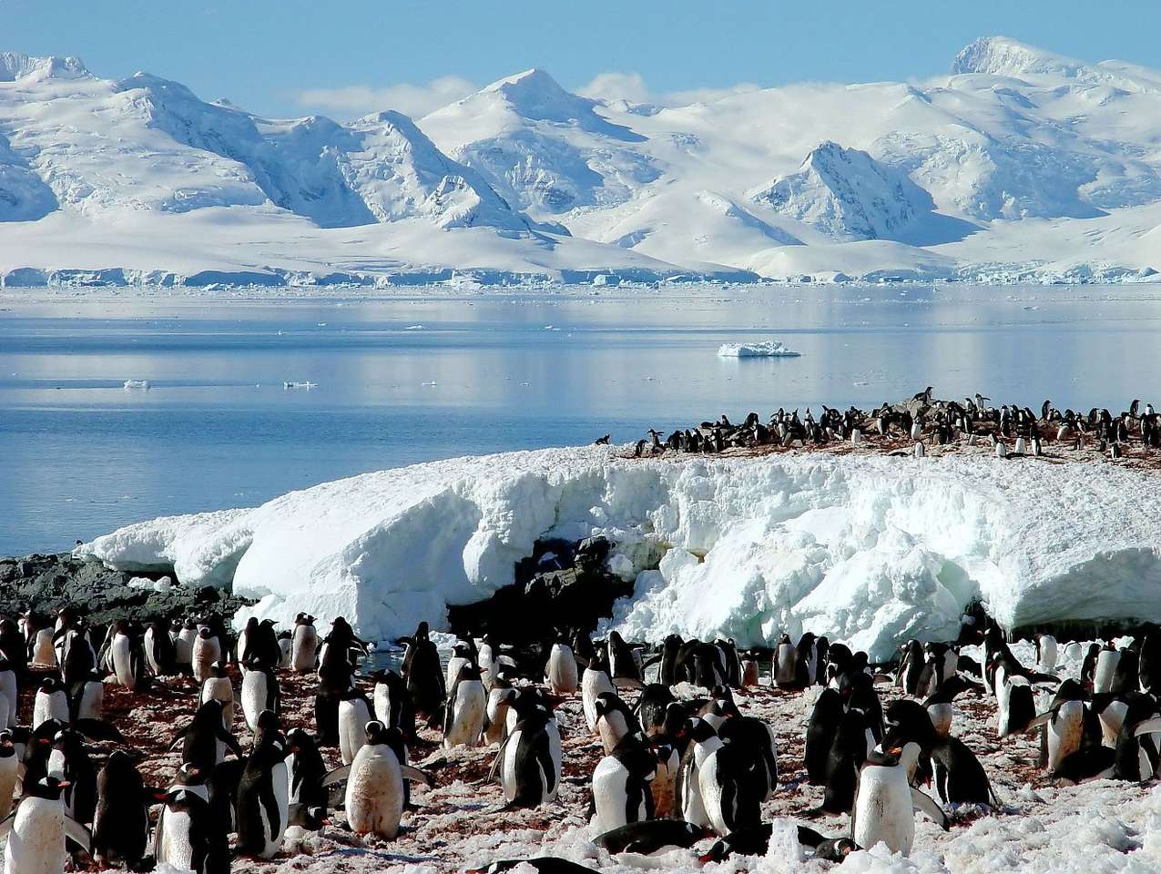 Антарктические пингвины пазл из фотографии