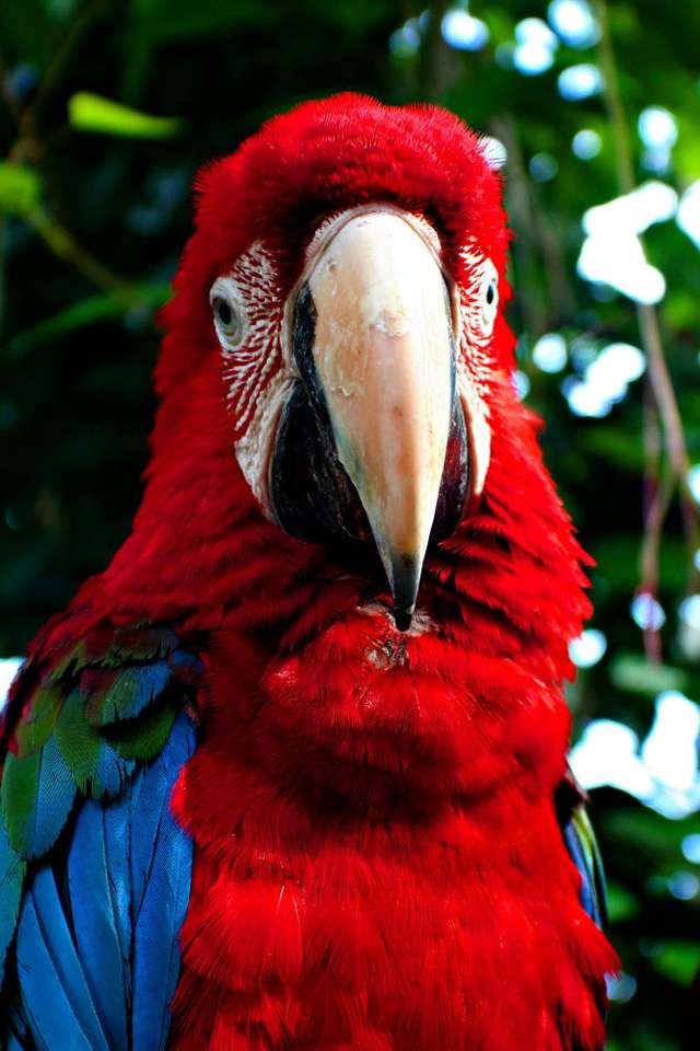 Ara papegoja pussel online från foto