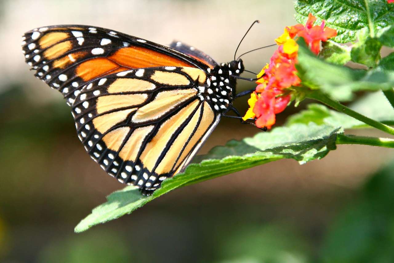 Πεταλούδα μονάρχης παζλ online από φωτογραφία