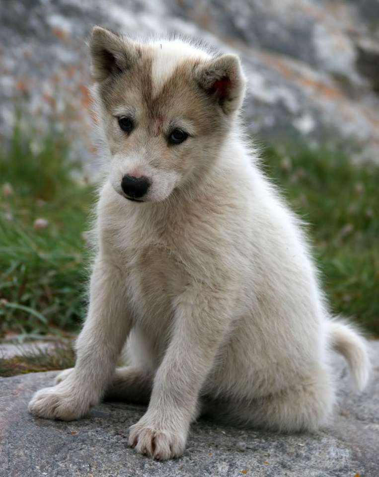Welpe des grönländischen Hundes Online-Puzzle