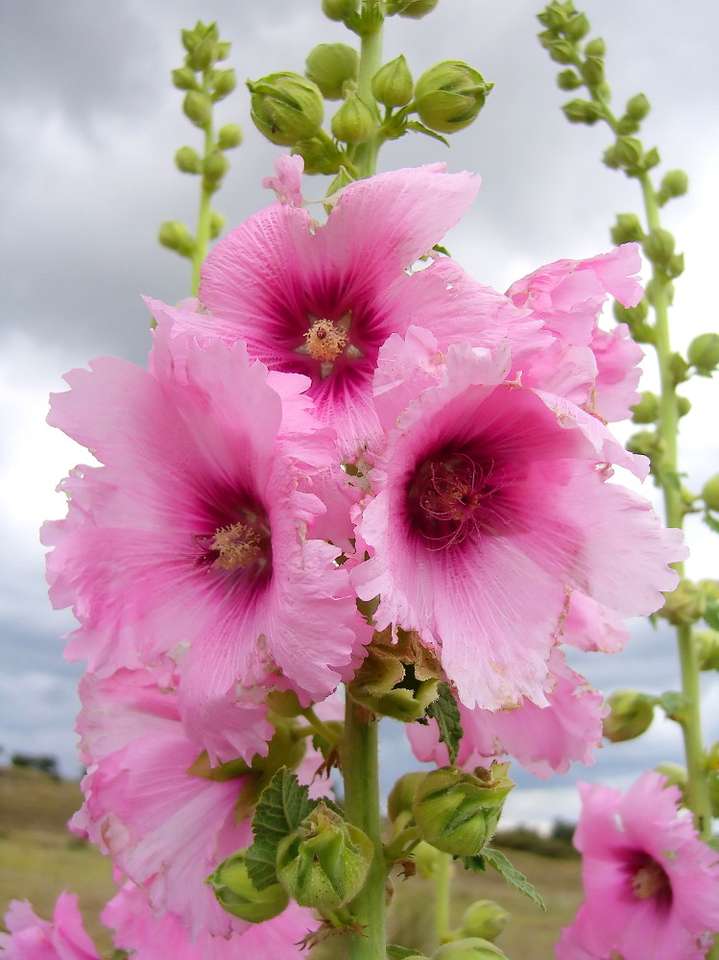 Hollyhock puzzle online from photo