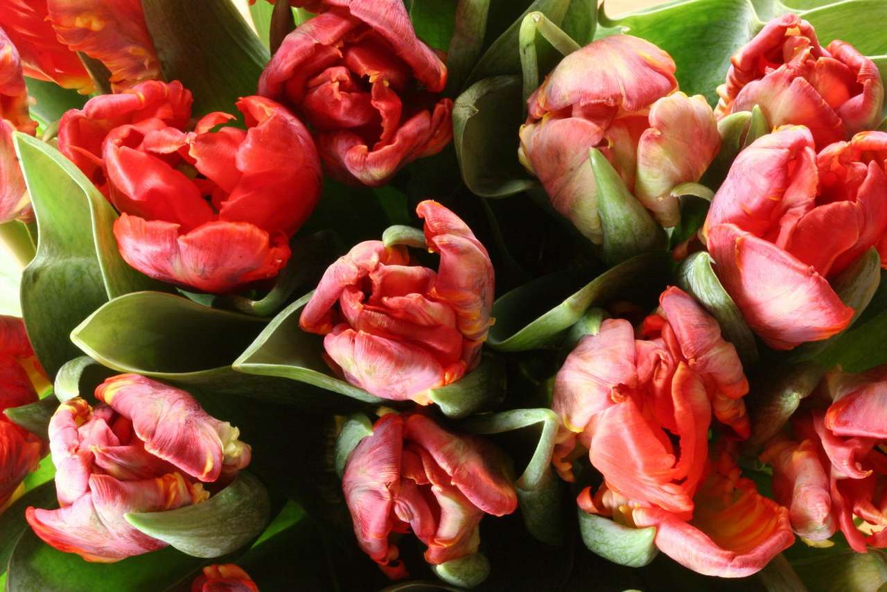 Tulpen puzzel online van foto