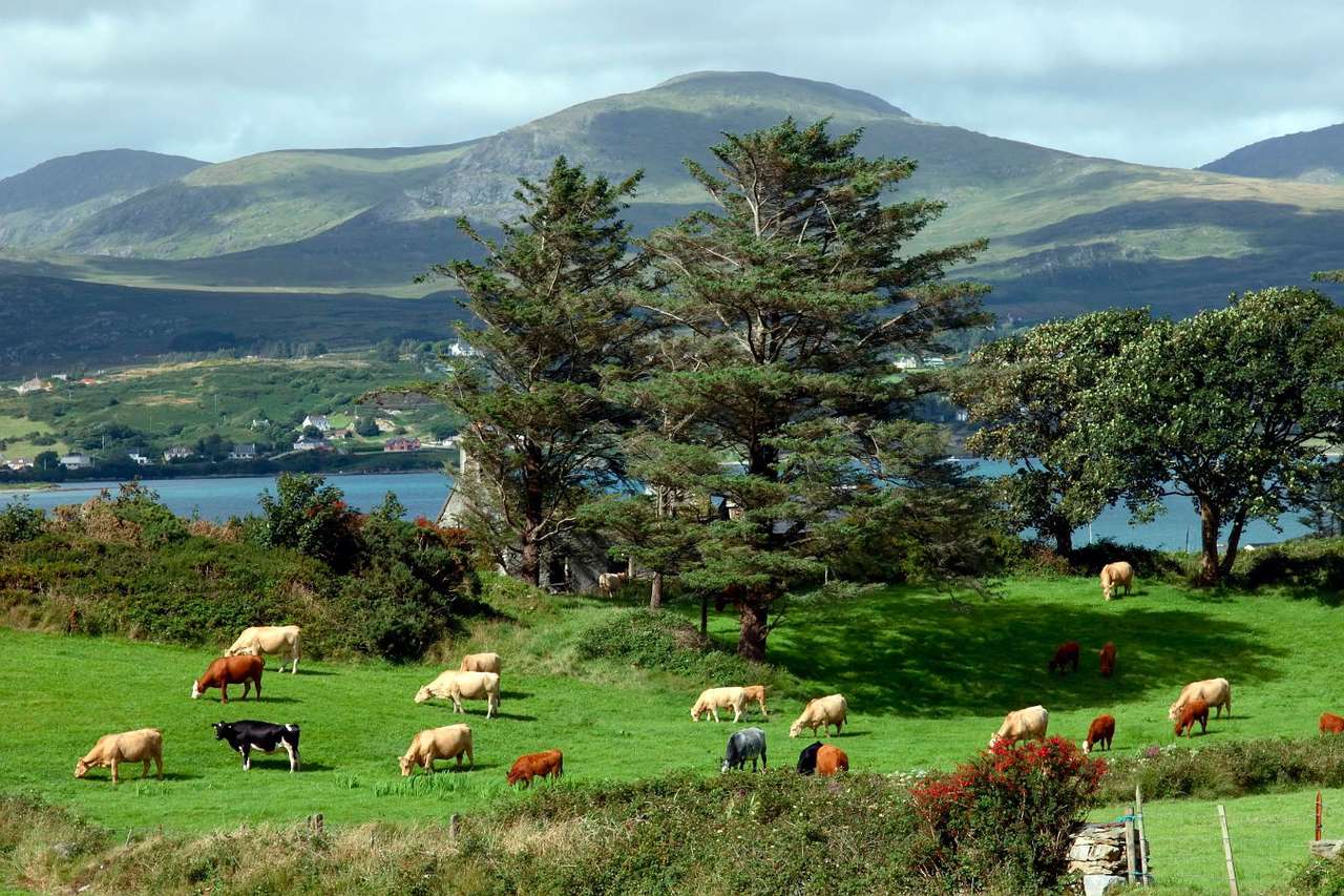 Pășunatul bovinelor pe pajiște irlandeză puzzle online