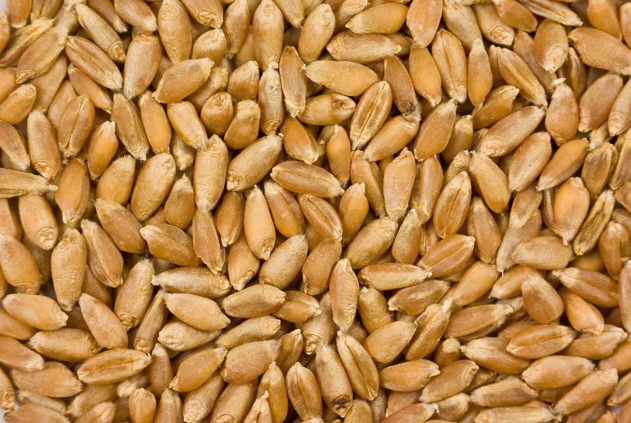 Barley grains puzzle online from photo