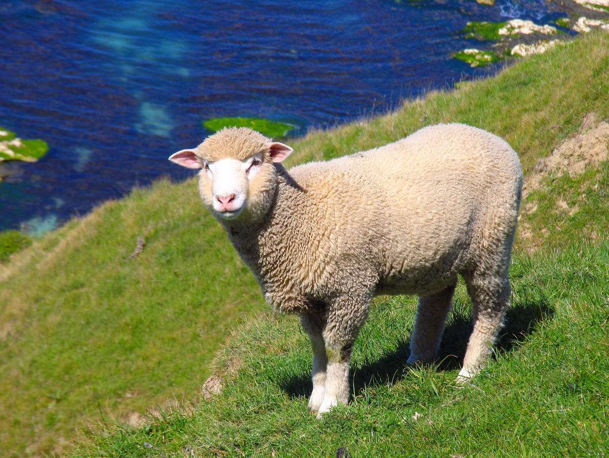 Κατοικίδια πρόβατα παζλ online από φωτογραφία