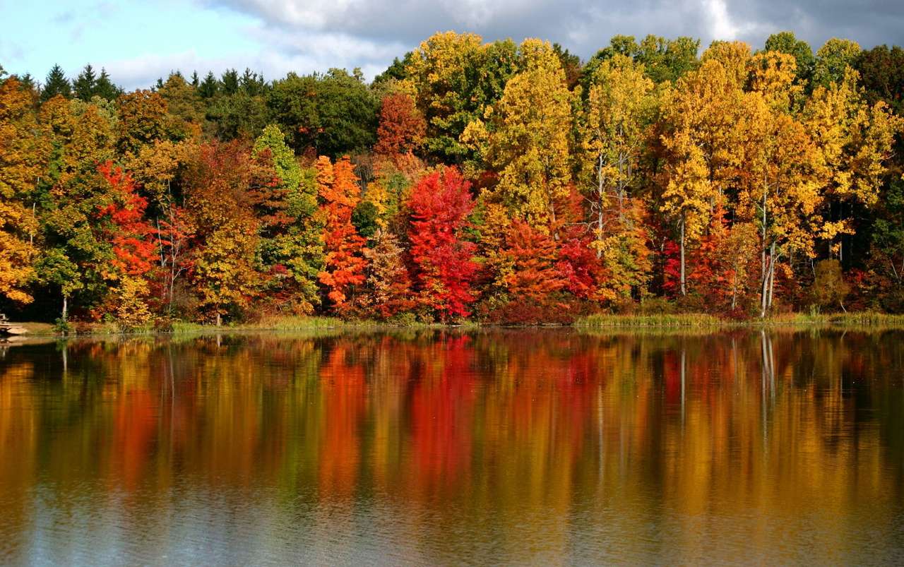 Forêt en automne puzzle en ligne à partir d'une photo