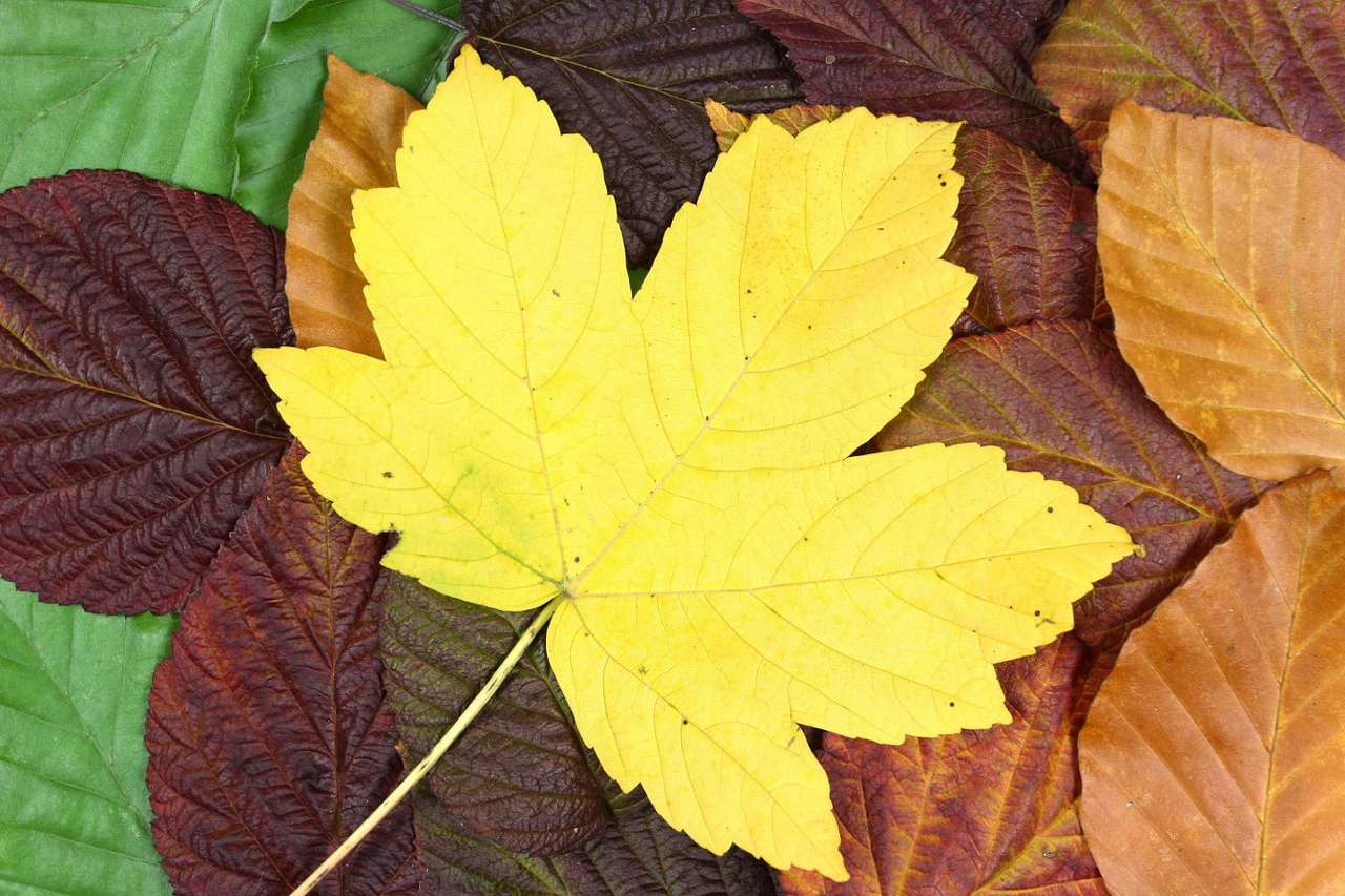 Autumn leaves puzzle online from photo