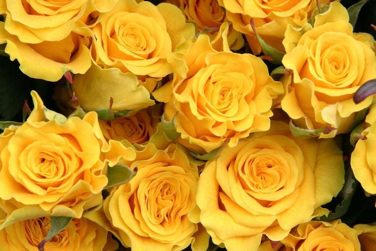 Žlutá růže online puzzle