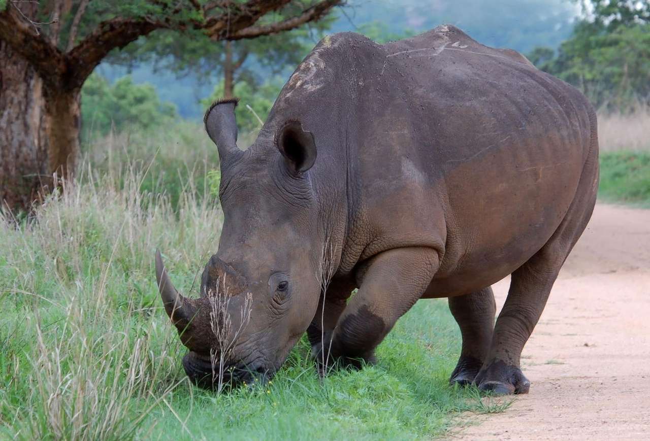 Rinoceronte blanco rompecabezas en línea