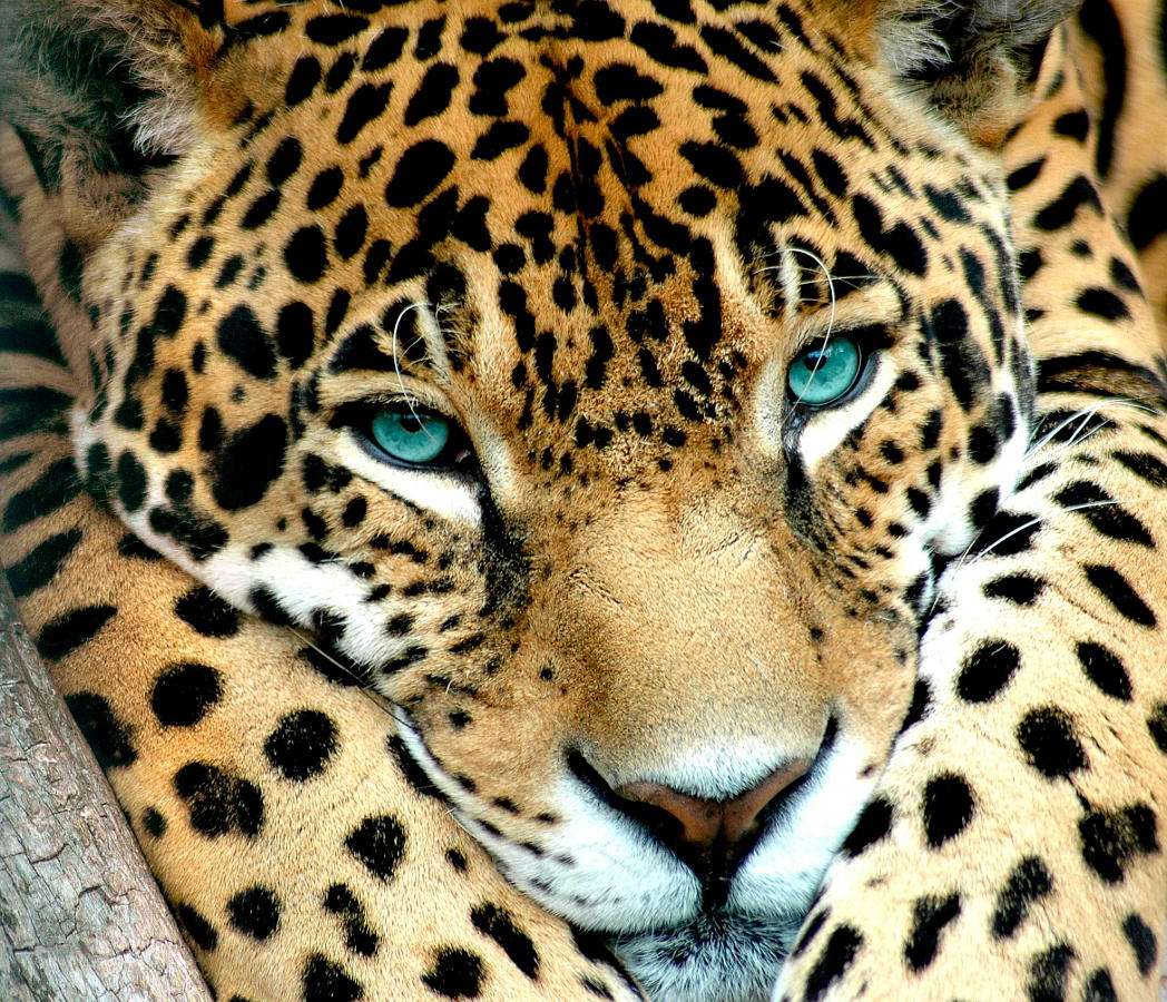 Jaguar Pussel online