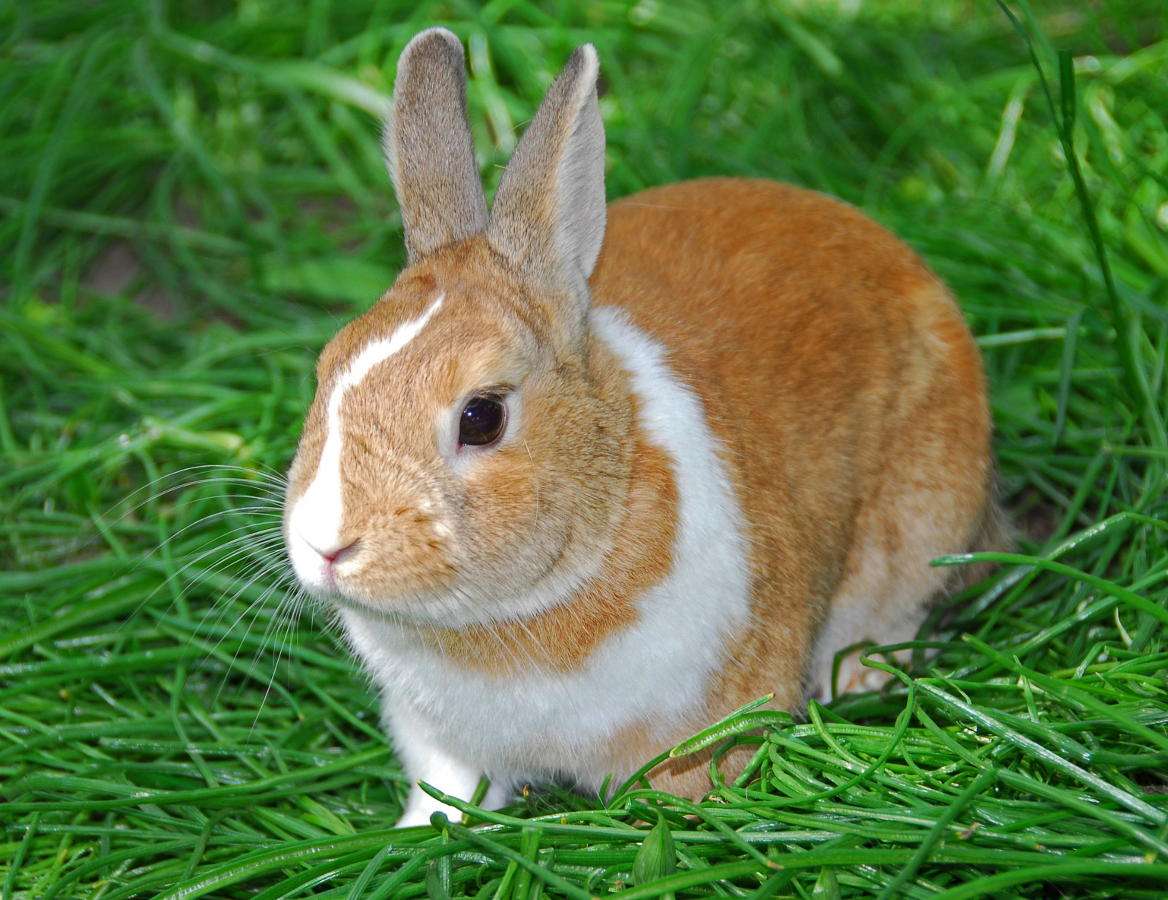 Conejo sobre hierba puzzle online a partir de foto